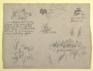 Dibujo, Bocetos botánicos, Colombia, 1853 de Frederic Edwin Church