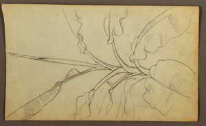 Dibujo, Bocetos botánicos, Ecuador o Colombia; Verso: Bocetos botánicos, 1857 de Frederic Edwin Church