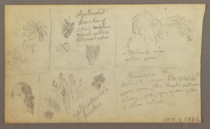 Dibujo, Bocetos botánicos, Ecuador o Colombia; Verso: Bocetos botánicos, 1857 de Frederic Edwin Church