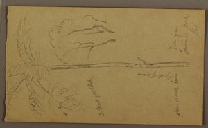 Dibujo, Bocetos botánicos, junio de 1865 de Frederic Edwin Church