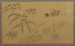 Dibujo, Bocetos botánicos, mayo-agosto de 1865 de Frederic Edwin Church