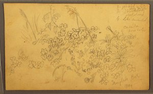 Dibujo, Bocetos botánicos, mayo de 1857 de Frederic Edwin Church
