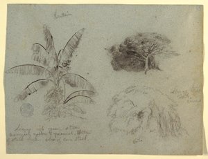 Dibujo, Bocetos botánicos, Sudamérica, mayo de 1853  de Frederic Edwin Church