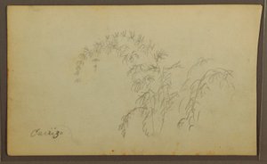 Dibujo, Bocetos botánicos; Verso: Bocetos botánicos, 1857