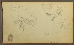 Dibujo, Bocetos botánicos; Verso: Bocetos botánicos, 1857 de Frederic Edwin Church
