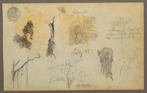Dibujo, Bocetos botánicos de Colombia: Árboles de bambú, troncos y detalles, julio de 1853 de Frederic Edwin Church