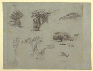 Dibujo, Bocetos botánicos de Sudamérica: una palmera, grupos de árboles, ramitas colgantes, un gran árbol junto a una casa y una grulla voladora., 1853, probablemente mayo. de Frederic Edwin Church
