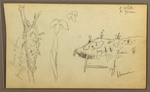 Dibujo, Bocetos botánicos, casa; bocetos botánicos, 1857 de Frederic Edwin Church