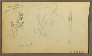 Dibujo, Bocetos botánicos, casa; bocetos botánicos, 1857