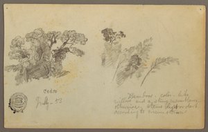 Dibujo, Estudios botánicos de Columbia, julio de 1853