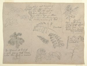 Dibujo, Estudios botánicos, vistos desde el Río Magdalena, Colombia, 1853 de Frederic Edwin Church
