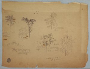 Dibujo, Estudios botánicos con loros voladores, Boquia, Colombia, julio de 1853 de Frederic Edwin Church