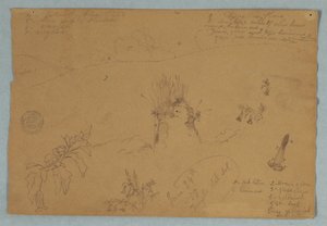 Dibujo. Bocetos botánicos y de nubes cerca de Quito, Ecuador de Frederic Edwin Church