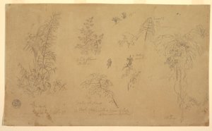 Dibujo, Bocetos botánicos, "cerca de Jorje", 23 de julio de 1857 de Frederic Edwin Church