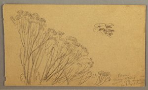 Dibujo, Arbustos, posiblemente 1865-66 de Frederic Edwin Church
