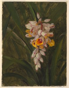 Dibujo, "Cardamum", 1865
