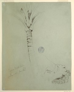 Dibujo, Cocotero, Jamaica, junio de 1865 de Frederic Edwin Church