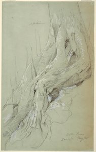 Dibujo, Raíces de algodonero creciendo en una ladera, Jamaica, mayo de 1865