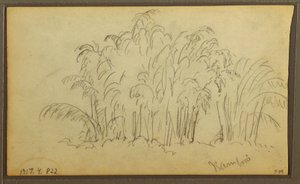 Dibujo, Vacas en un paisaje; reverso: Bambú, 1857 de Frederic Edwin Church