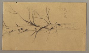 Dibujo, Árbol muerto, octubre de 1865 de Frederic Edwin Church
