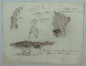 Dibujo, Detalles de flores, plantas y árboles a lo largo de la orilla de un río, Río Magdalena, Colombia, 1853, probablemente mayo
