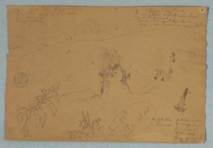 Dibujo, Dibujo.  Bocetos botánicos y de nubes cerca de Quito, Ecuador, 24 de junio de 1857 de Frederic Edwin Church
