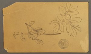 Dibujo, Dibujo.  Bocetos.  Tallo de una planta.   Ramas con hojas., posiblemente 1877 de Frederic Edwin Church