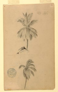 Dibujo, Dibujos.  Dos bocetos.  Palmeras., 1857 de Frederic Edwin Church