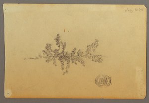 Dibujo, Árbol de hoja perenne, 1844 de Frederic Edwin Church