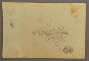 Dibujo, Árbol de hoja perenne, 1844 de Frederic Edwin Church