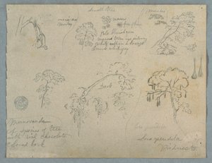 Dibujo, Cinco estudios botánicos con un mono colgado, probablemente Colombia, 1853