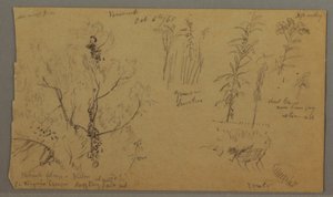 Dibujo, Flora Studies, 6 de octubre de 1865 de Frederic Edwin Church
