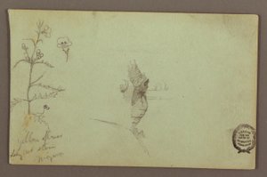 Dibujo, Planta en flor y una roca entre las cataratas americana y canadiense del Niágara, posiblemente 1858 de Frederic Edwin Church