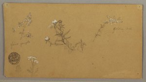 Dibujo, Plantas en flor, ca. 1856