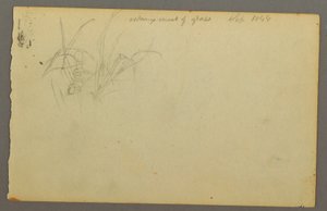 Dibujo, Hierbas, 1844 de Frederic Edwin Church