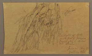 Dibujo, Raíces colgantes, Galleway Hill, agosto de 1865 de Frederic Edwin Church