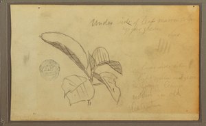 Dibujo, Hojas, 1857 de Frederic Edwin Church