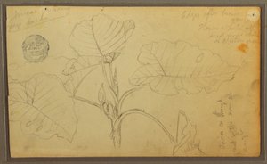 Dibujo, Hojas, 1857 de Frederic Edwin Church