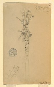Dibujo, Hojas y tallo de una palmera, Aspinwall, Panamá, 15 de mayo de 1857