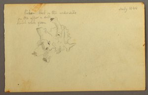 Dibujo, Liquen, 1844 de Frederic Edwin Church