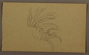 Dibujo, Planta de lirio, 1865 de Frederic Edwin Church