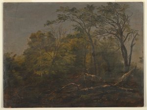 Dibujo, Bosques de Maine, 1845-55 de Frederic Edwin Church