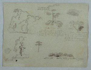 Dibujo, Estudios de la naturaleza, incluido un árbol candelabro con un perezoso, Río Magdalena, Colombia, mayo de 1853 de Frederic Edwin Church