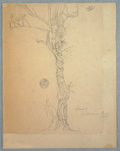 Dibujo, Herida de parásito alrededor del tronco de un árbol, Jamaica, junio de 1865