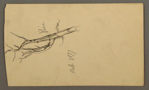 Dibujo, Pino, septiembre de 1877 de Frederic Edwin Church