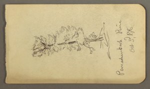 Dibujo, Pino, 1878