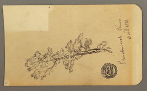 Dibujo, Pine Tree, 3 de octubre de 1878 de Frederic Edwin Church