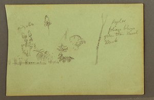 Dibujo, Estudios de plantas, posiblemente 1856 de Frederic Edwin Church