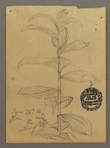 Dibujo, Estudio de plantas, 26 de junio de 1856 de Frederic Edwin Church