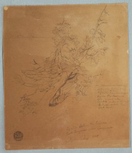 Dibujo, Árbol escarpado en el banco canadiense bajo las cataratas del Niágara, septiembre de 1856 de Frederic Edwin Church